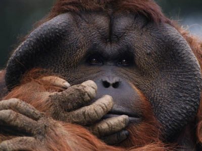 Orangutan tour