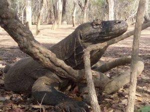 Discover Komodo dragon holiday