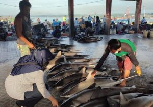 pelabuhan ikan tanjung luar lombok