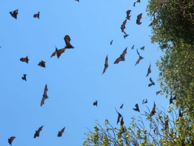 saw bats on the island of Kalong, Labuan Bajo