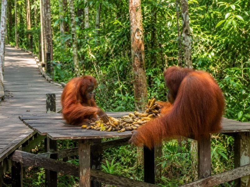 Camp Leakey orangutan rehabilitation