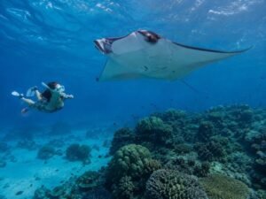 Manta Point Labuan Bajo