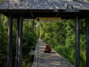 Pondok Tangui orangutan feeding