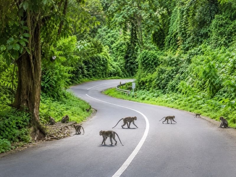 Pusuk monkey forest Lombok