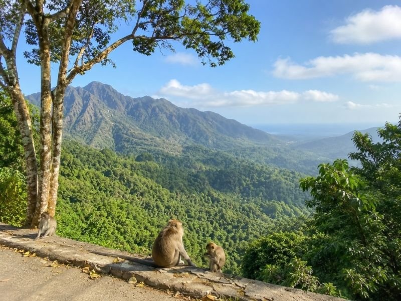 Pusuk monkey forest tour