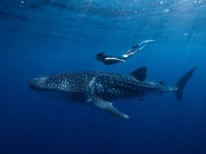 Saleh Bay whale shark tour