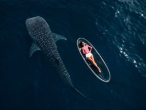 whale shark sumbawa tour
