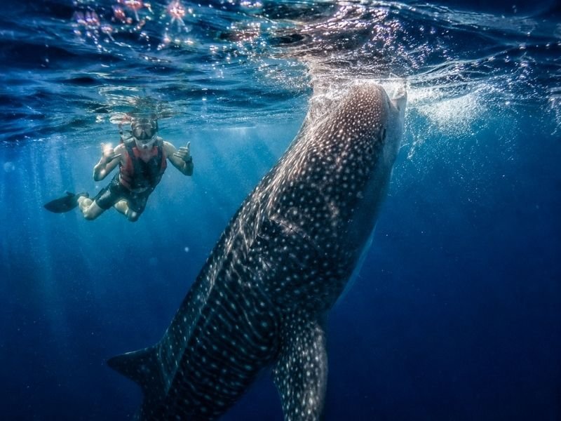 whale shark sumbawa